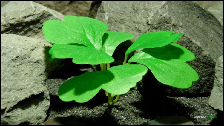 Artificial Ginkgo Biloba Plant Polysilk 601 3
