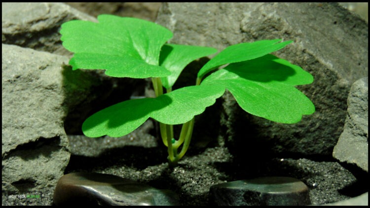 Artificial Ginkgo Biloba Plant Polysilk 601 4