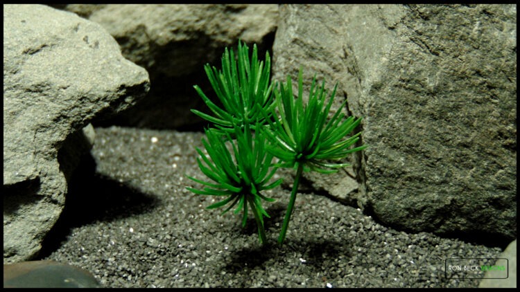 Artificial Mini Ming Pine Plant - Jumping Spider Reptile Decor 619 2
