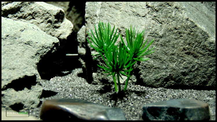 Artificial Mini Ming Pine Plant - Jumping Spider Reptile Decor 619 3