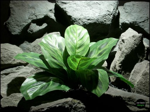 silk reptile or snake habitat plants: prayer plant srp130 from ron beck designs