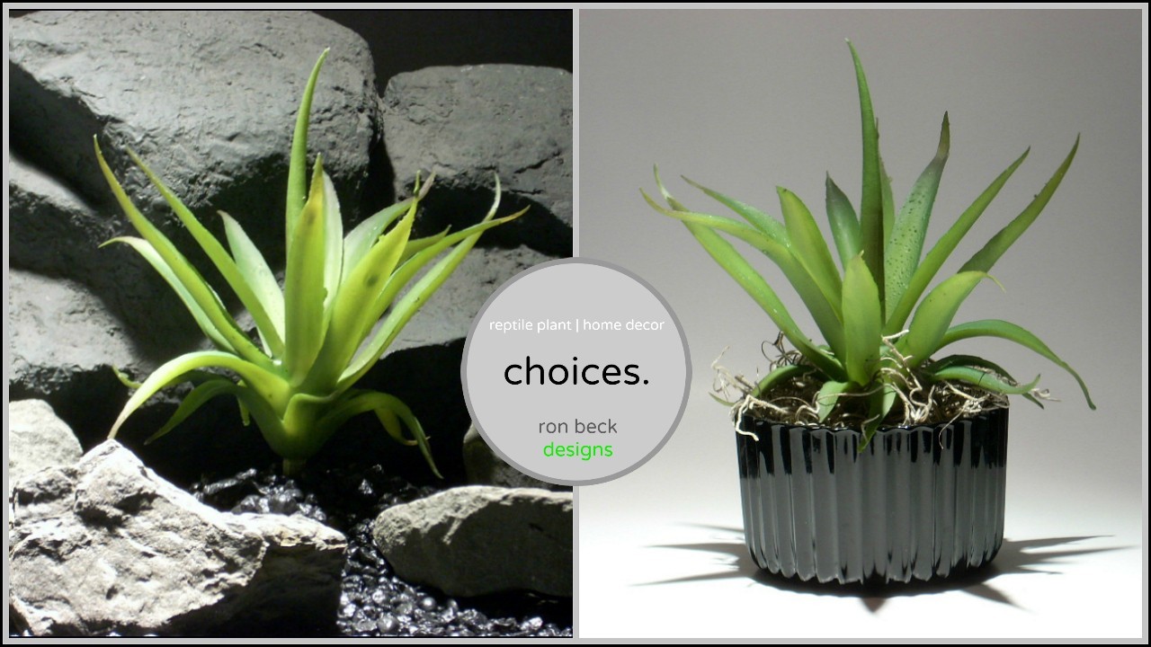 succulents: choices from ron beck designs