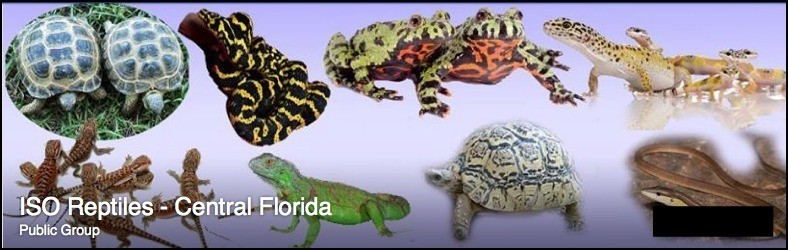 facebook ISO Reptiles - Central Florida 2015-11-23 22-25-53