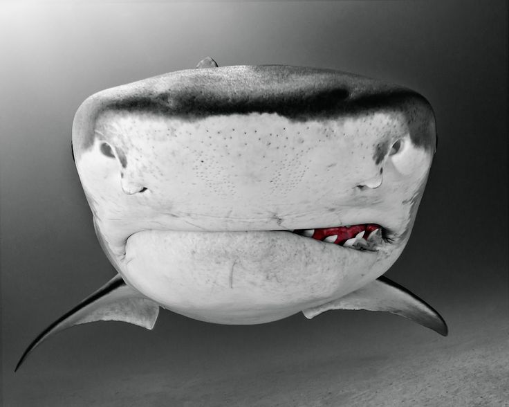 Shark Photography by Todd Bretl