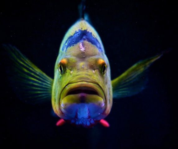 Oscar fish by Chi Liu, via Flickr - mange forskellige slags på siden!