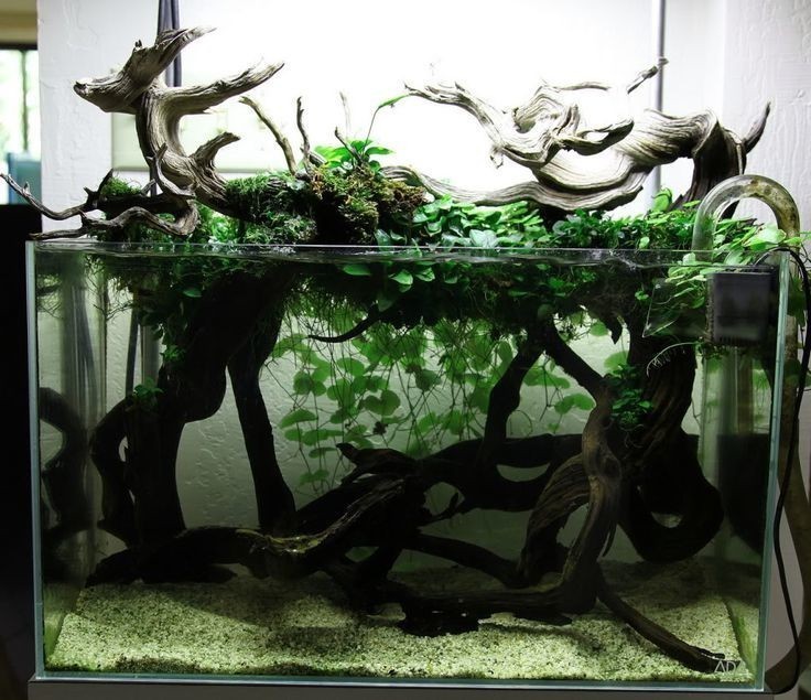 Low tech planted tank Show-and-Tell via plantedtank net