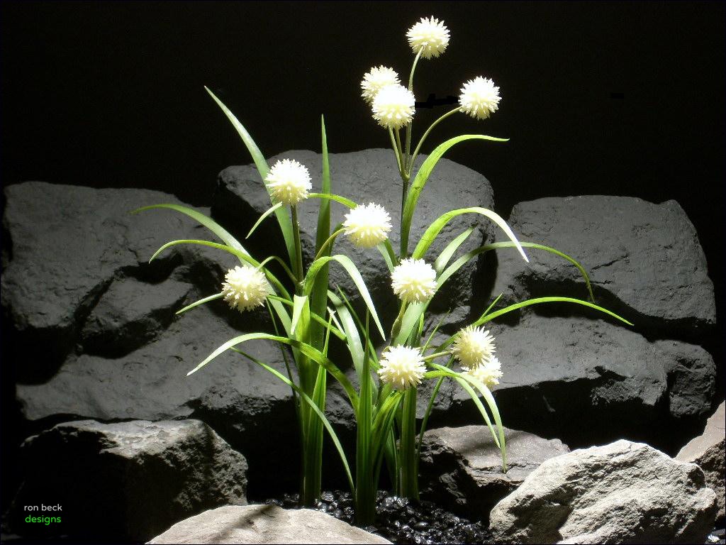 aquarium plants Allium plot parp046 ron beck designs