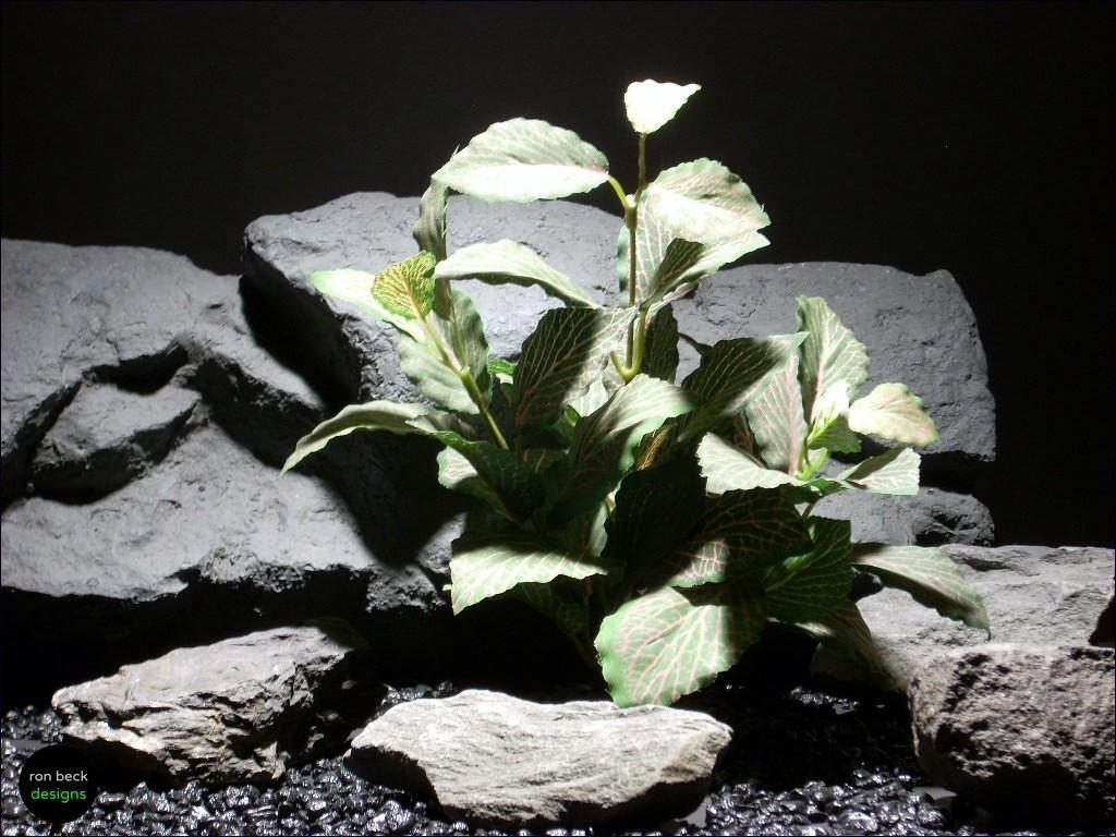 silk aquarium plants fitonia bush sarp042 ron beck designs