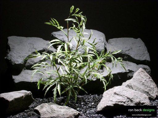 aquarium plants ming arailia parp022 plastic ron beck designs