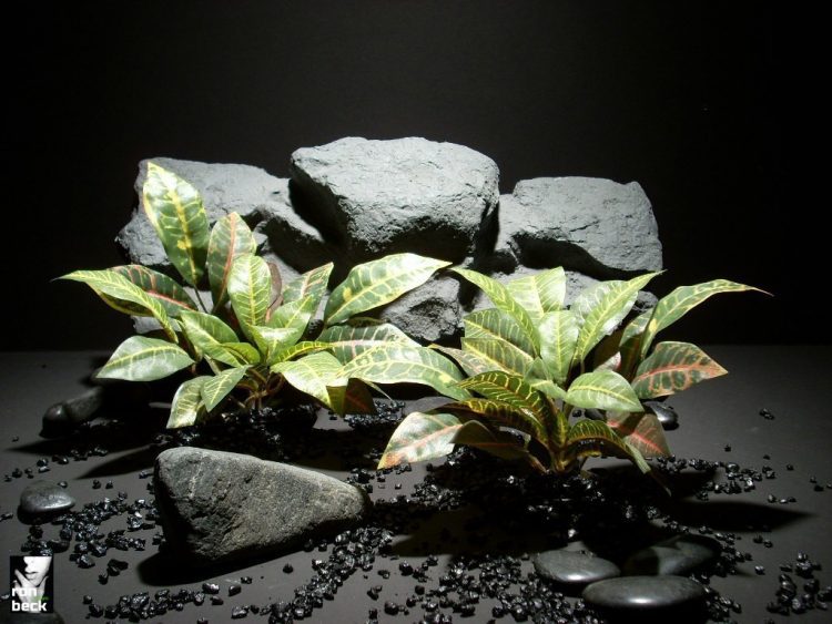 aquarium plants mini croton lvs sap391 ron beck designs