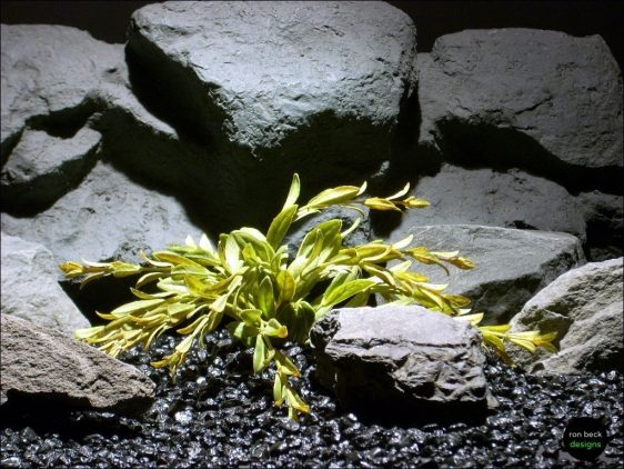 plastic aquarium plants tea dried look flame grass pap083