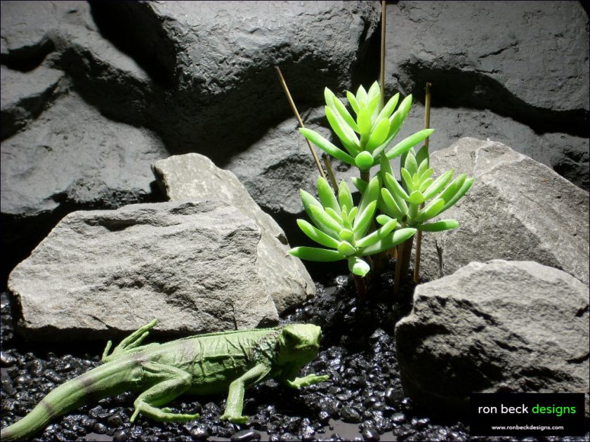 Reptile Habitat Plants Succulent