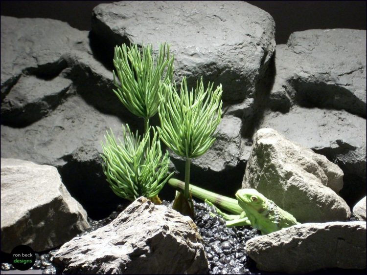 reptile plants: succulent pine grass