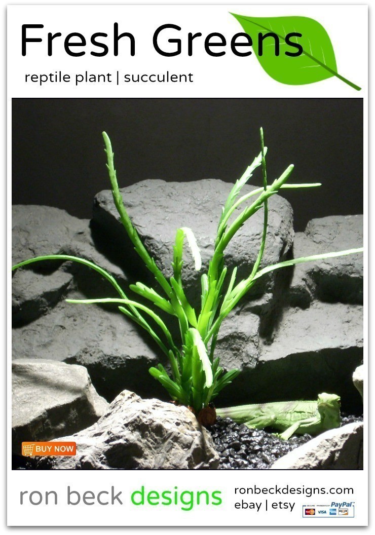 reptile plants | succulent | prp055