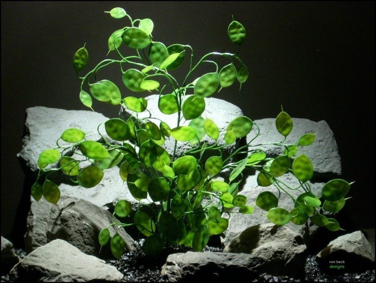 plastic aquarium plants money tree pap096 by ron beck designs