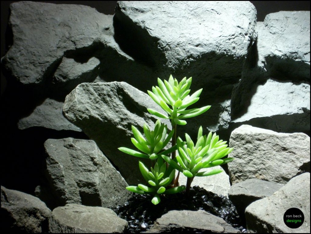 Reptile Or Snake Habitat Plant Snake Plant, Sansiveria Succulent.