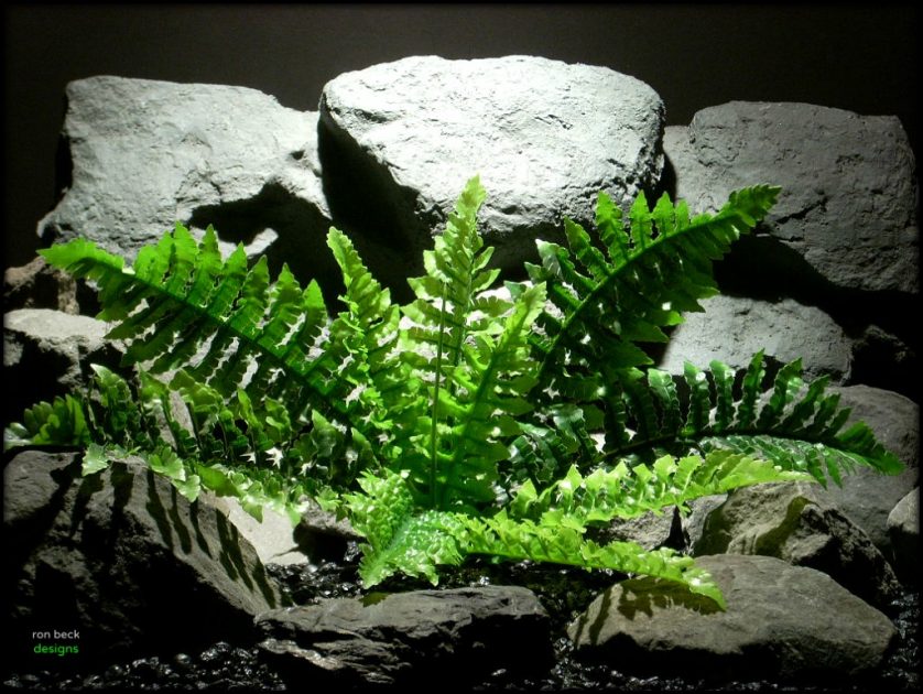 Silk Reptile Plant Birds Nest Fern From Ron Beck Designs.