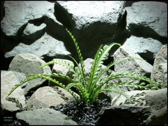 plastic aquarium plants mini round leaf bush pap143 from ron beck designs