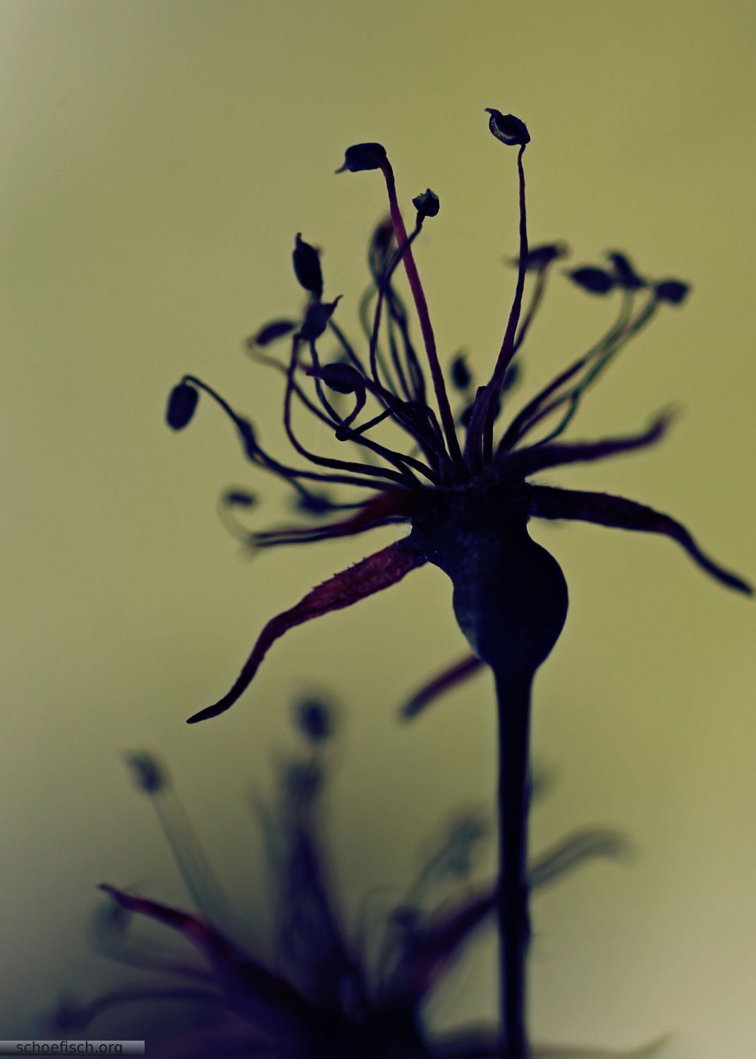 dark flora macro photography from Steve Schoefisch