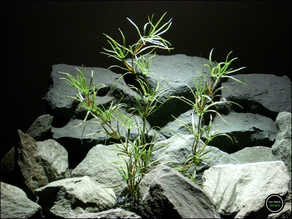 plastic-aquarium-plant-asparagus grass-pap160-ron-beck-designs