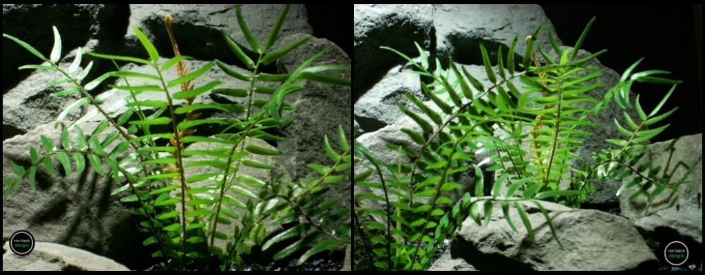 reptile plants - terrarium plants: boston fern's from ron beck designs.