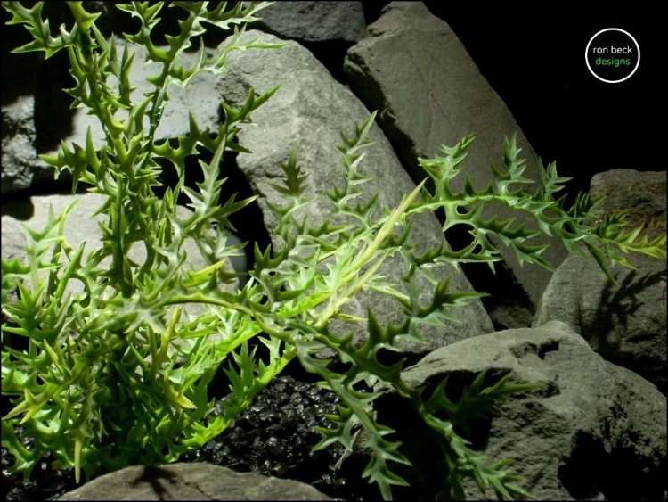 plastic aquarium plant dragons breath fern pap167 from ron beck designs 2