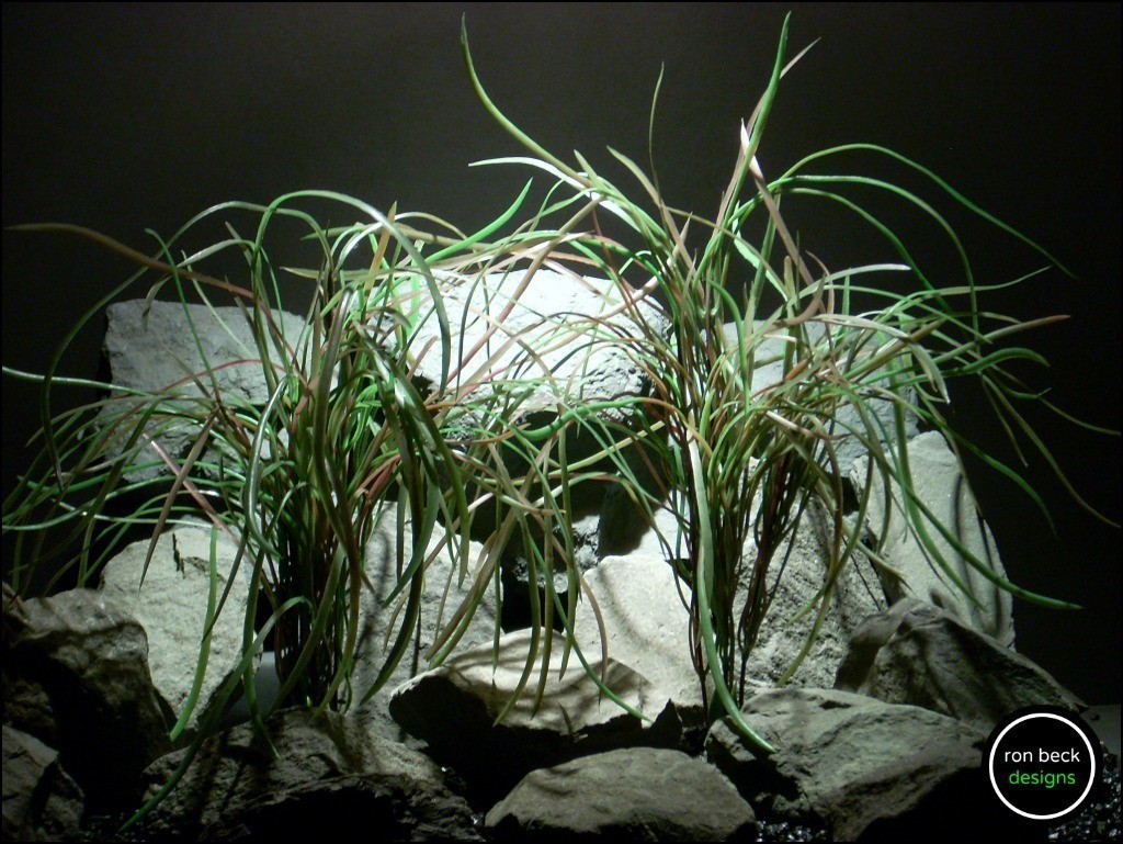 plastic aquarium plants pearl grass 2 from ron beck designs