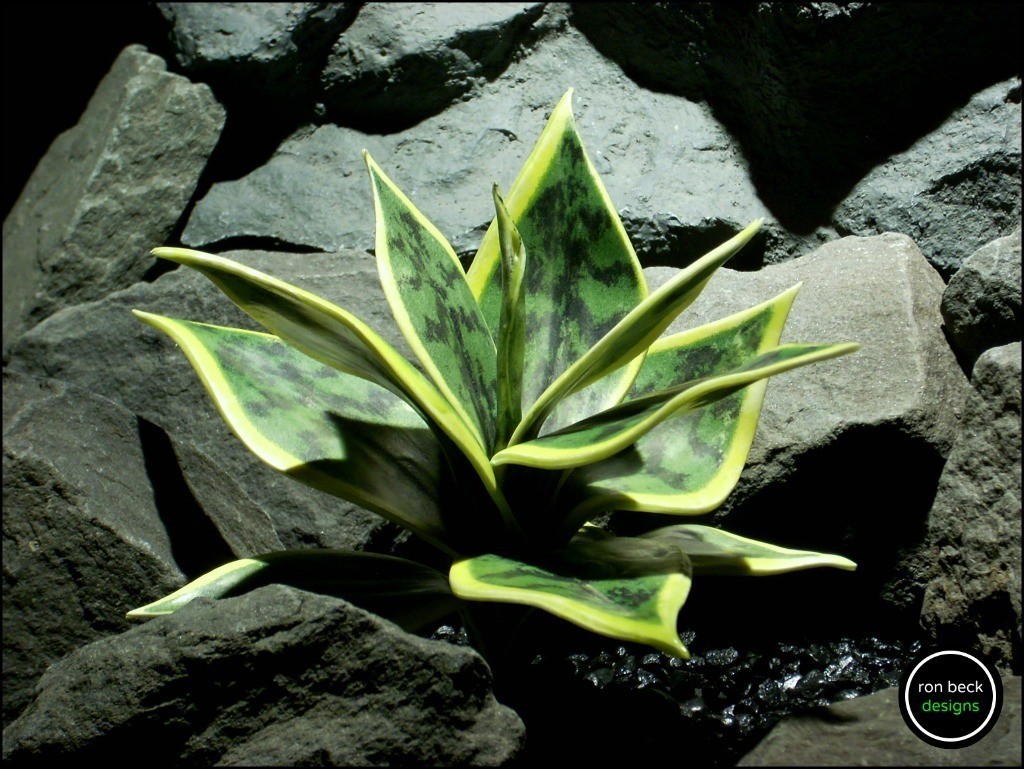 reptile plant: sanseveria, snake plant succulent 2. prp171 from ron beck designs