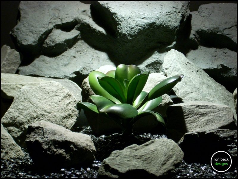 Silk Reptile Plant Birds Nest Fern From Ron Beck Designs.