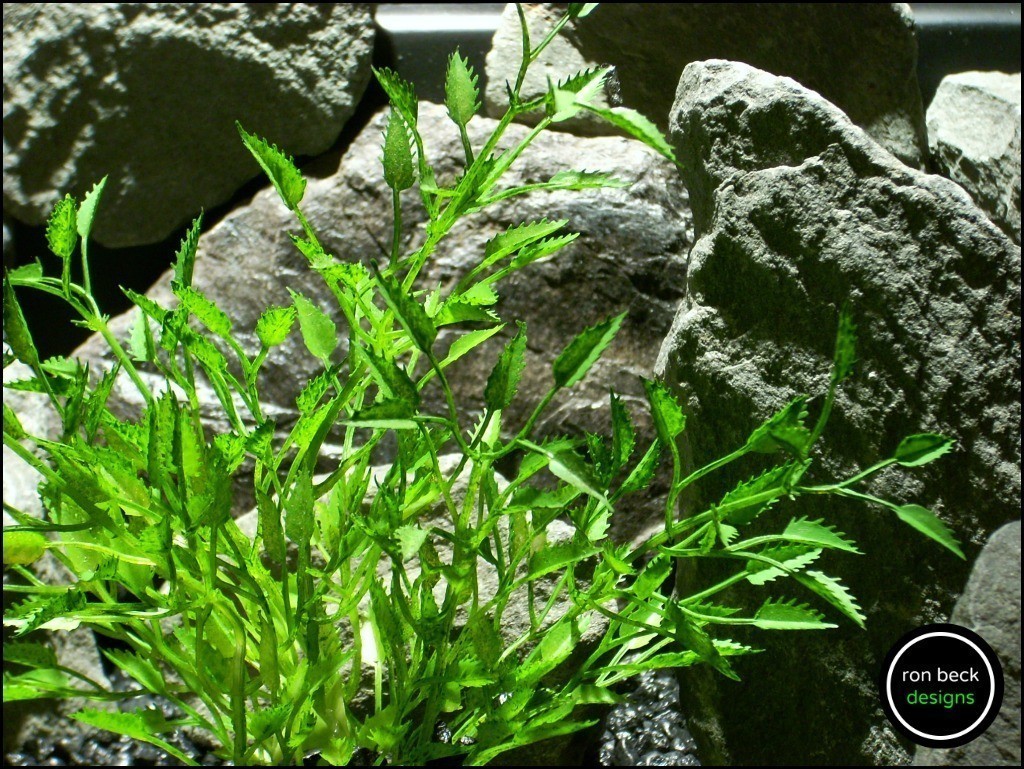 plastic aquarium plant mini saw grass from ron beck designs 2. pap186