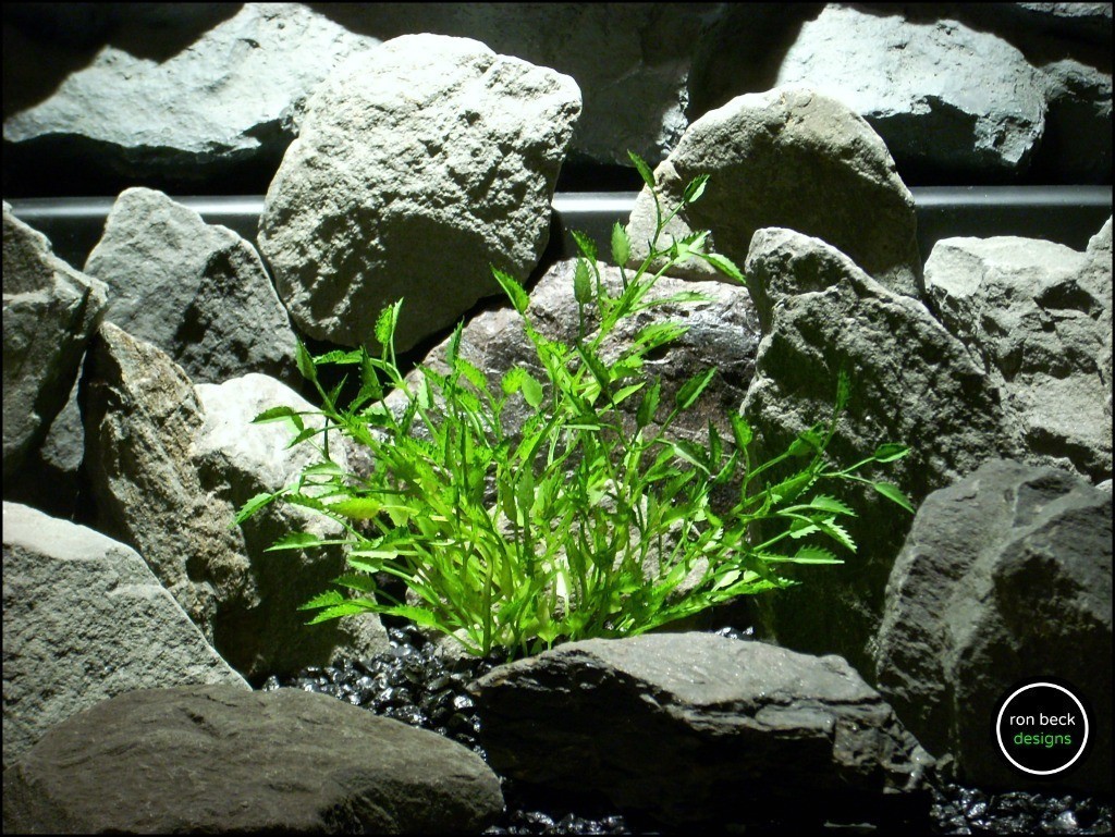 plastic aquarium plant mini saw grass from ron beck designs. pap186