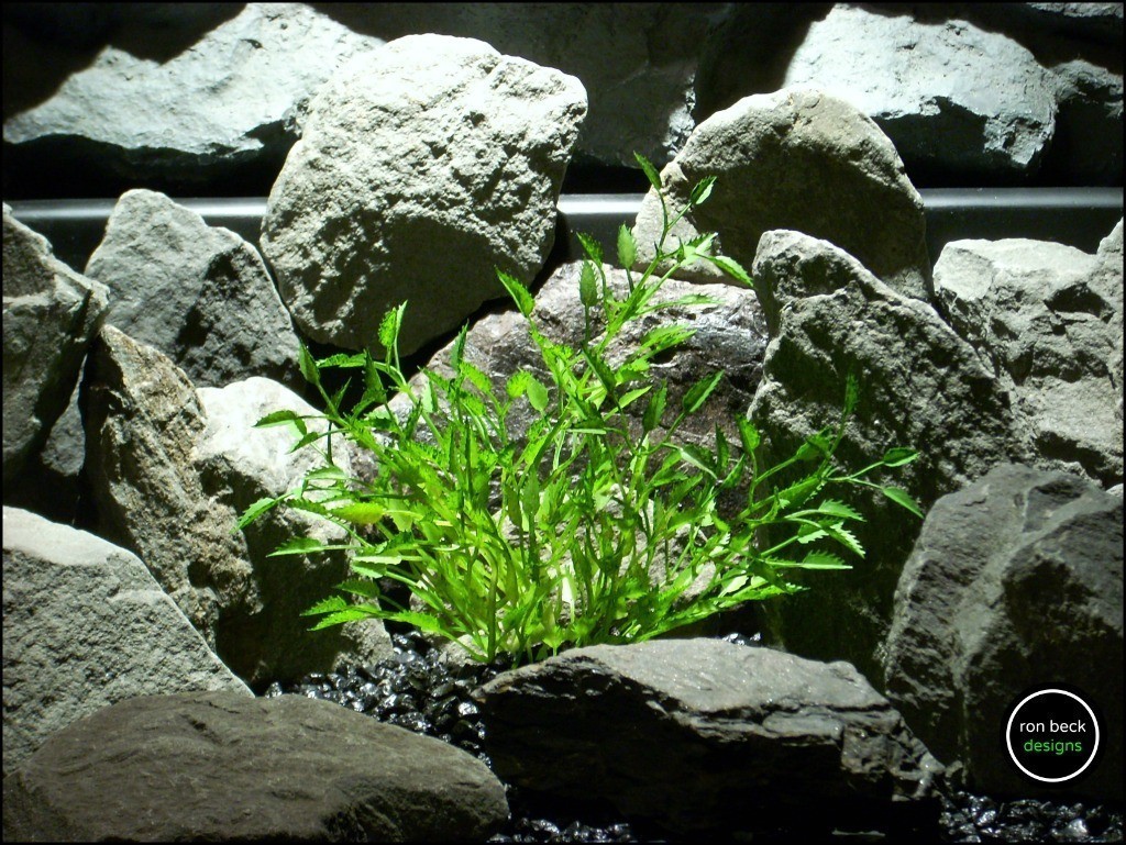 Artificial Podocarpus Grass – Aquarium Plant – Artificial Plants – Ron Beck  Designs