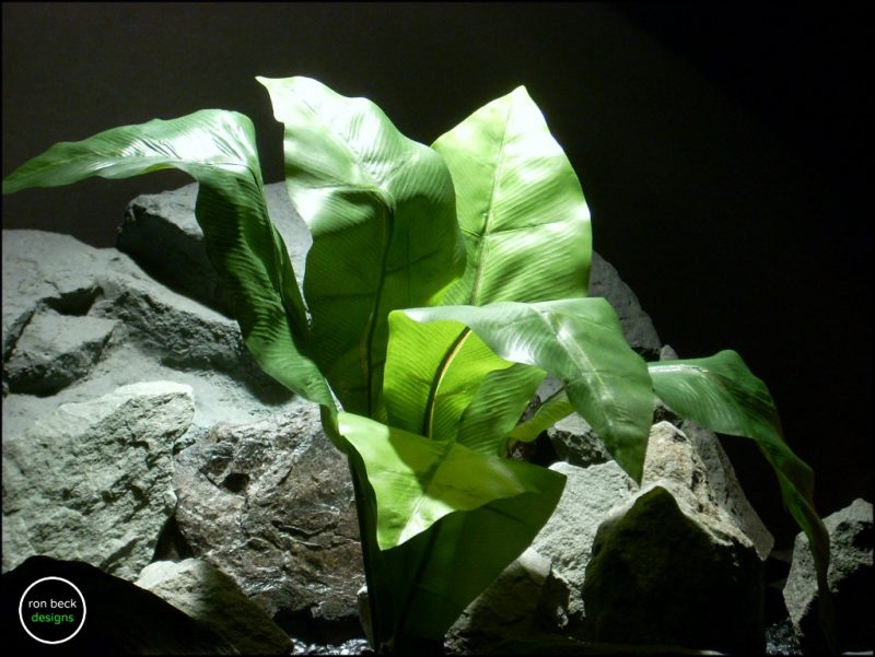 Silk Reptile Plant Birds Nest Fern From Ron Beck Designs.