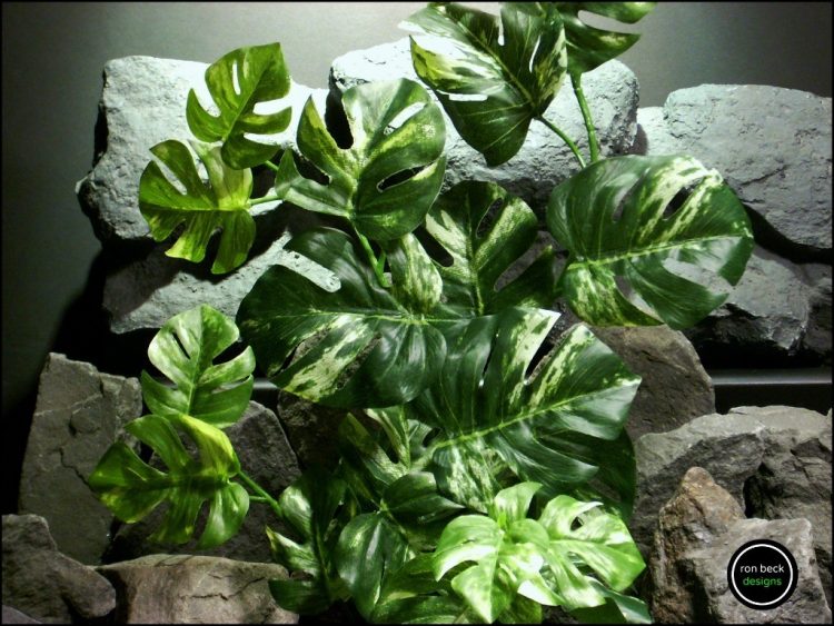 silk reptile plant monstera variegated srp185 from ron beck designs 2