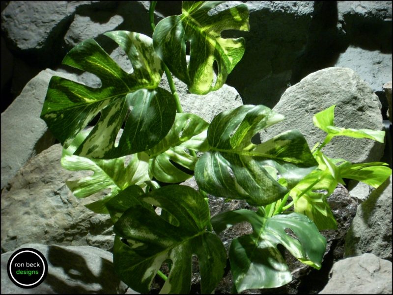 Silk Reptile Terrarium Plant Monstera Leaves Variegated Ron Beck