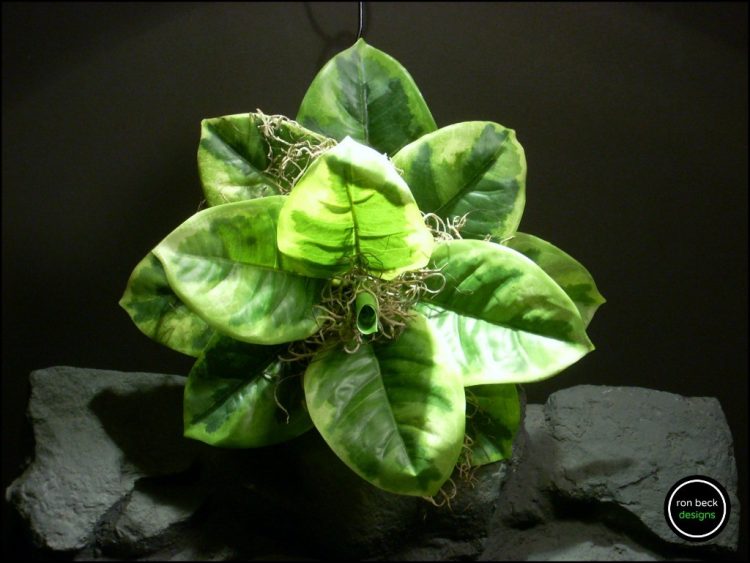 Reptile Plant Variegated Rubber Leaf Plant from ron beck designs. srp193 3