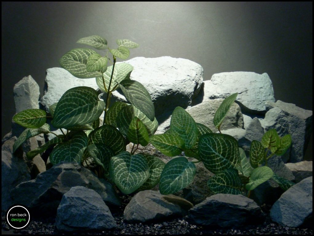 Silk Aquarium Plants Or Silk Reptile Plants Fittonia Albivenis.