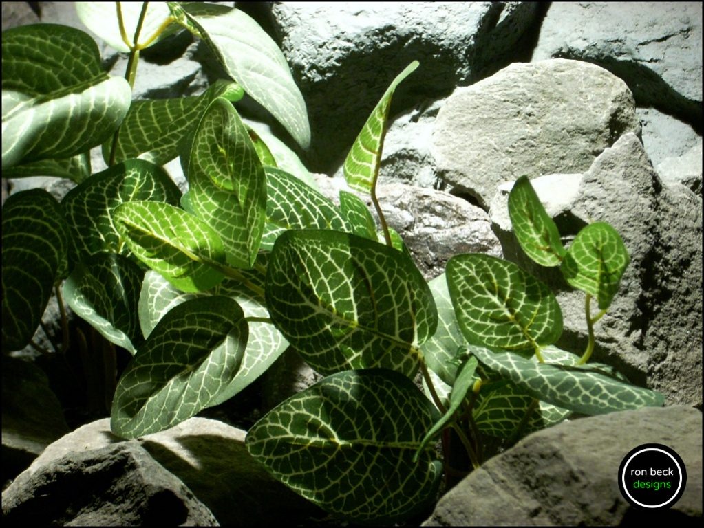 silk aquarium plants Fittonia Albivenis from ron beck designs. sap191 2
