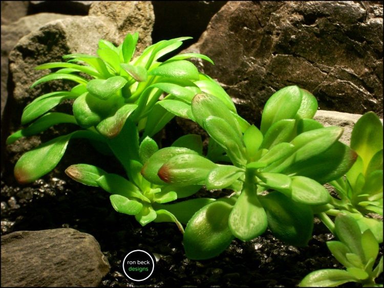 reptile terrarium plant bright green echeveria stem succulent from ron beck designs. prp197 2