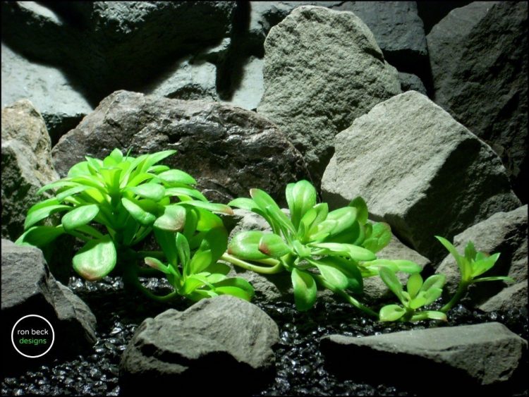 reptile terrarium plant bright green echeveria stem succulent from ron beck designs. prp197