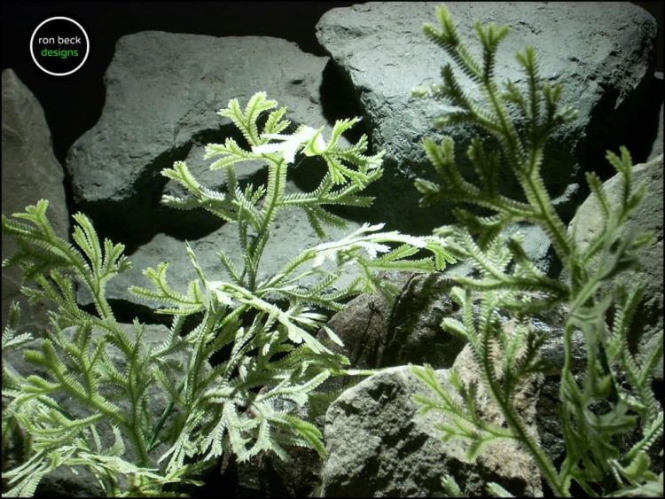 plastic reptile terrarium plants spike moss bush from ron beck designs. prp202 2