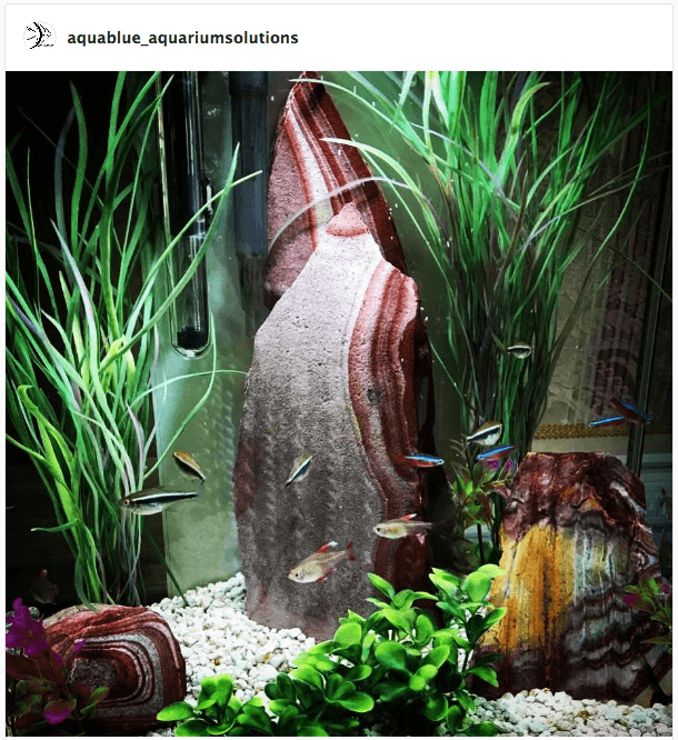 aquablue aquarium solutions | instagram