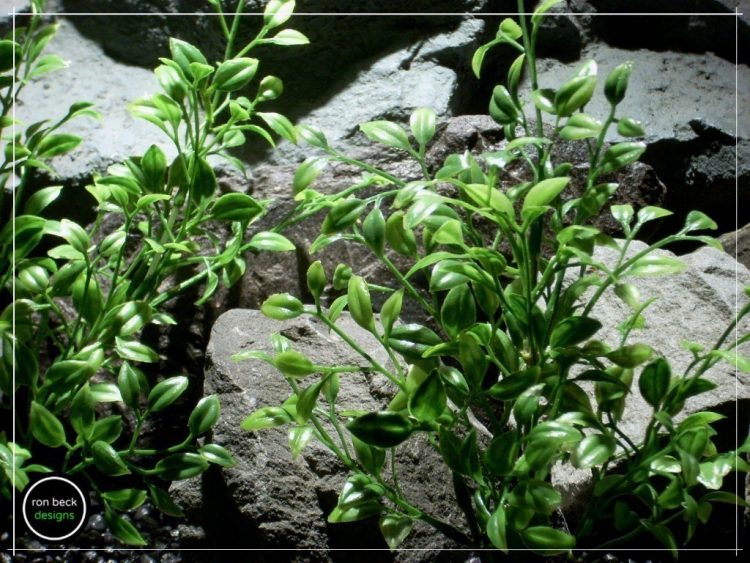 plastic aquarium plants- tea leaf bushes from ron beck designs pap211 2