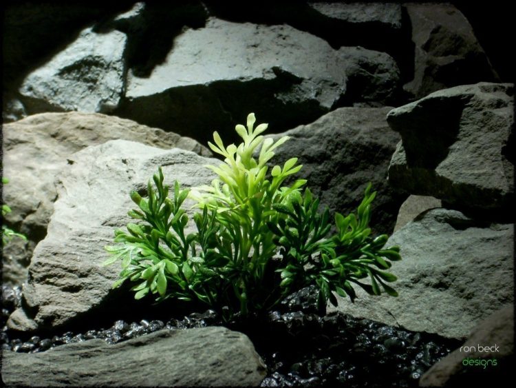 pinnate leaf bush artficial aquarium plant from ron beck designs 2