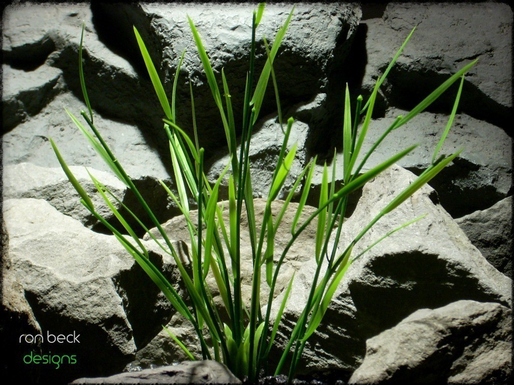 aquarium plant: bamboo shoots from ron beck designs. pap225 2
