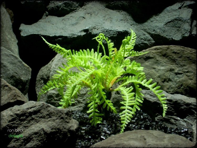 artificial reptile plants: forest fern from ron beck designs prp228 2