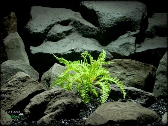 artificial reptile plants: forest fern from ron beck designs prp228