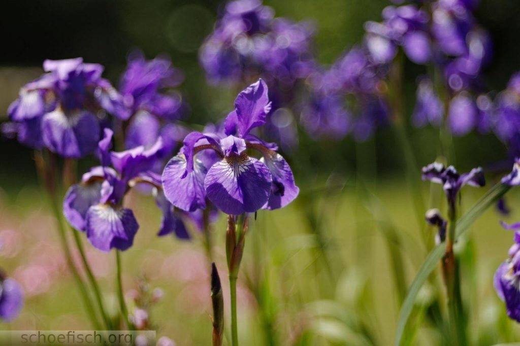 purple iris | steve schoefisch photography