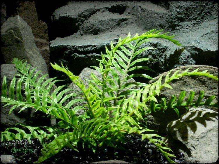 plastic fern | artificial reptile plant prp229 2