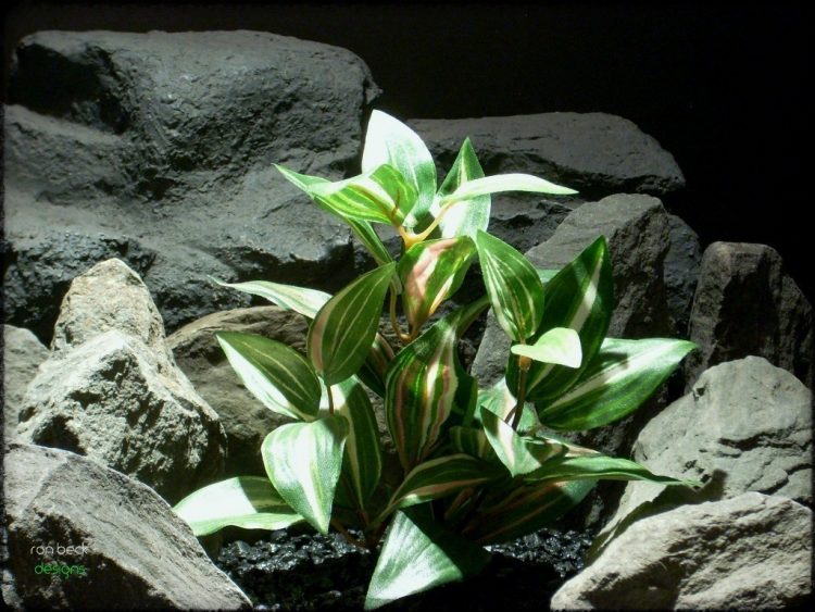 silk aquarium plant: wandering jew sarp230 2